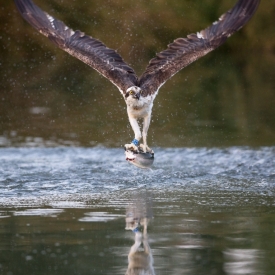 Gone Fishing