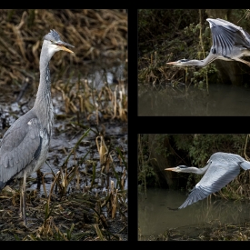 2nd - Grey Herons