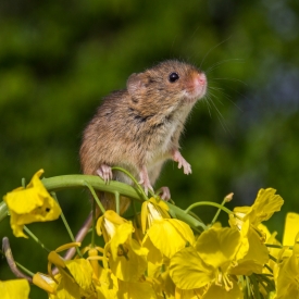 Commended - Harvest Mouse