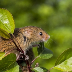 Harvest mouse