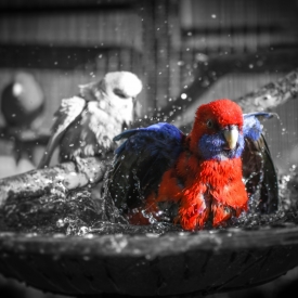 Highly Commended - Hogging the bath