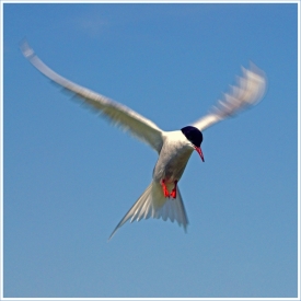 Highly Commended - Hovering Arctic Tern