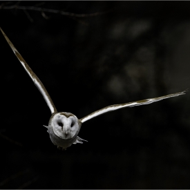 Highly Commended - Hunting for Supper