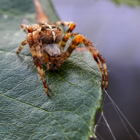 Highly Commended - Incey Wincey