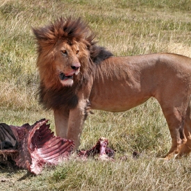 ITS MY KILL