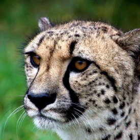 Highly Commended - I'm watching you