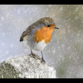 Its Snowing - Lesley J Line (Kettering & Dist Photog Soc)