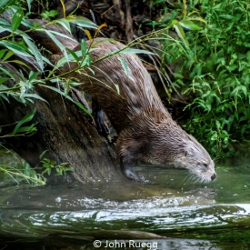 Highly Commended - Diving Otter