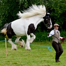 Commended - Jumping for joy