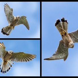 3rd - Kestrel