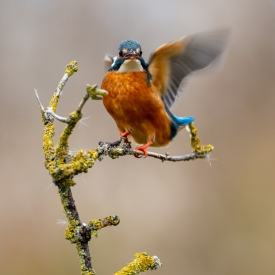 3rd - Kingfisher