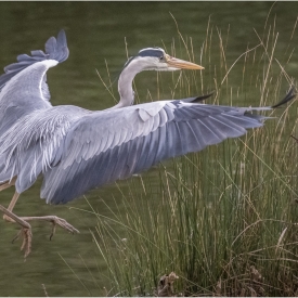 Commended - Landing Gracefully