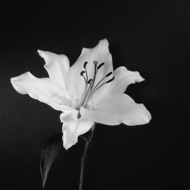 Highly Commended - Lonely Lily