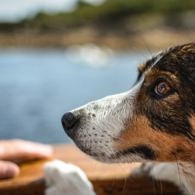 Commended - Looking out from the boat