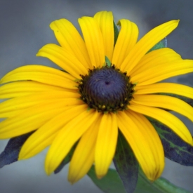 Misty Yellow