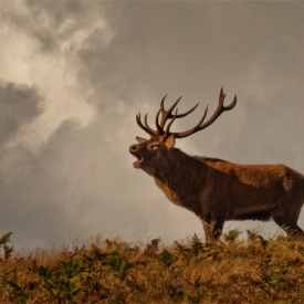 Highly Commended - Monarch of Bradgate