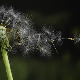 Commended - Make Wishes Come True