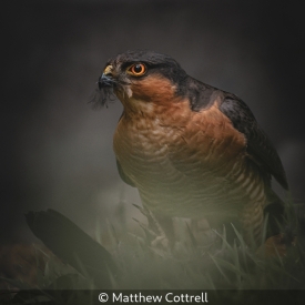 Male sparrow hawk