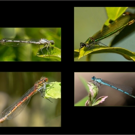 Commended - Mayfly Garden Visitors