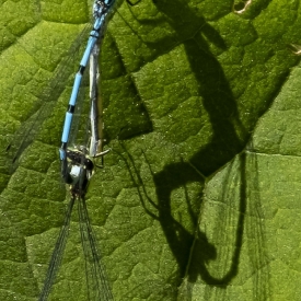 Commended - Me & MY Shadow