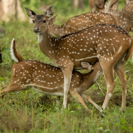 Highly Commended - Mother Nature