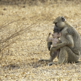 2nd - Mother and daughter Olive baboons