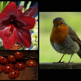 Highly Commended - Nature's Red