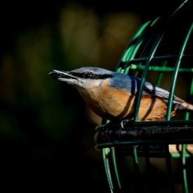2nd - Nuthatch