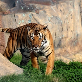 3rd - On the Prowl