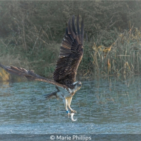 OSPREY