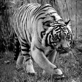 Commended - On The Prowl