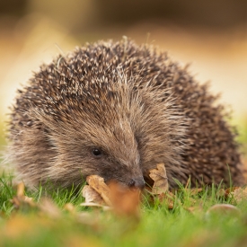 Highly Commended - Once common garden visitor