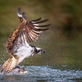Osprey Catch