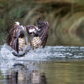2nd - Osprey Catch of the Day