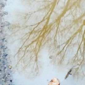 Highly Commended - Puddle Reflections