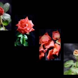 3rd - Panel of Four Rose Life