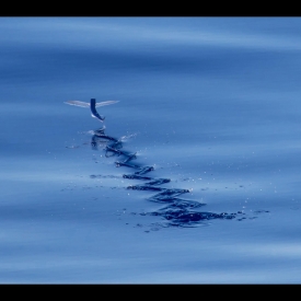 Patterns of Flying Fish - Duncan Webster (Kettering & Dist Photog Soc)