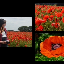 Commended - Poppies