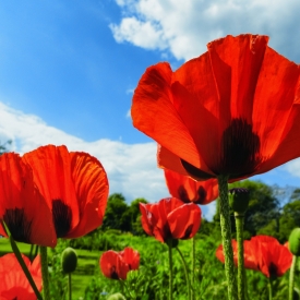 Commended - Poppies