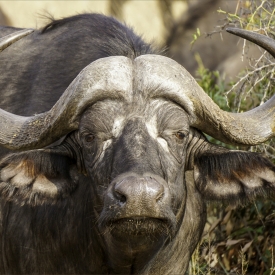 Commended - Portrait of a Buffalo