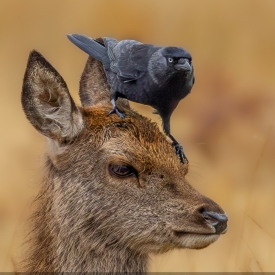 RED HIND AND THE JACKDAW