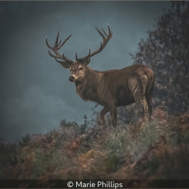 RED STAG