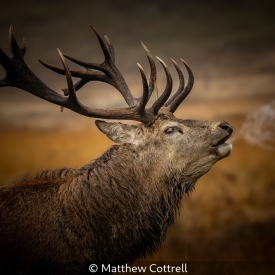 RED STAG
