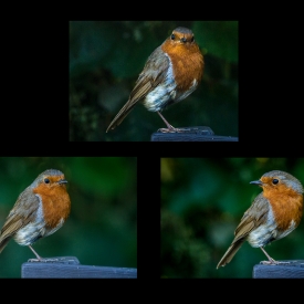 Highly Commended - Resting Robin