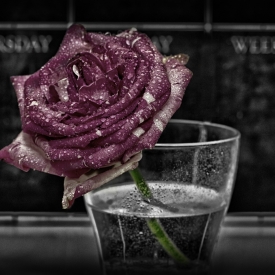 3rd - Rose per Week