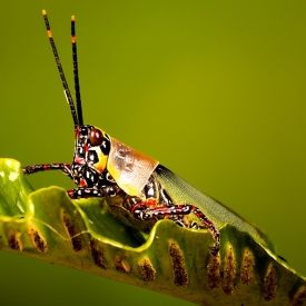 Highly Commended - Rainbow Cricket