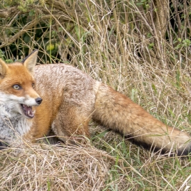 Red Fox