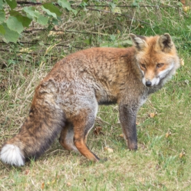 Commended - Red Fox