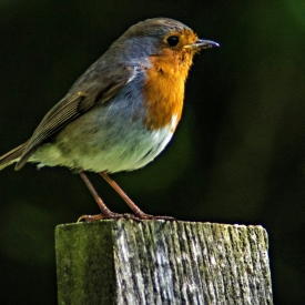 2nd - Robin
