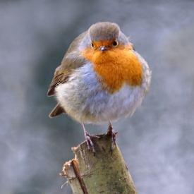 Commended - Robin puffed up in the cold